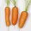 Carrots